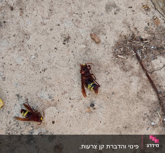 צרעות מתות על הקרקע לאחר הדברה